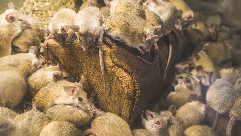 Mice