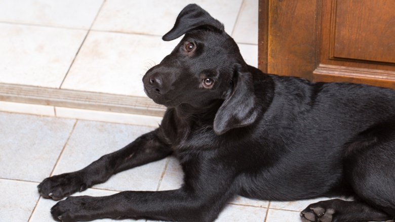 why do dogs tilt their heads why dogs tilt their heads and 10 more canine facts why do dogs tilt their heads why dogs tilt their heads and 10 more canine facts