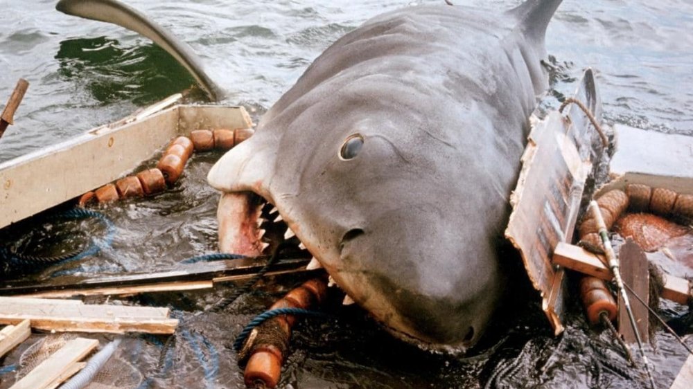 jaws biting quint