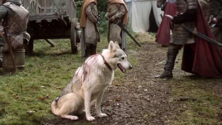 Why The Direwolves Are So Important To Game Of Thrones